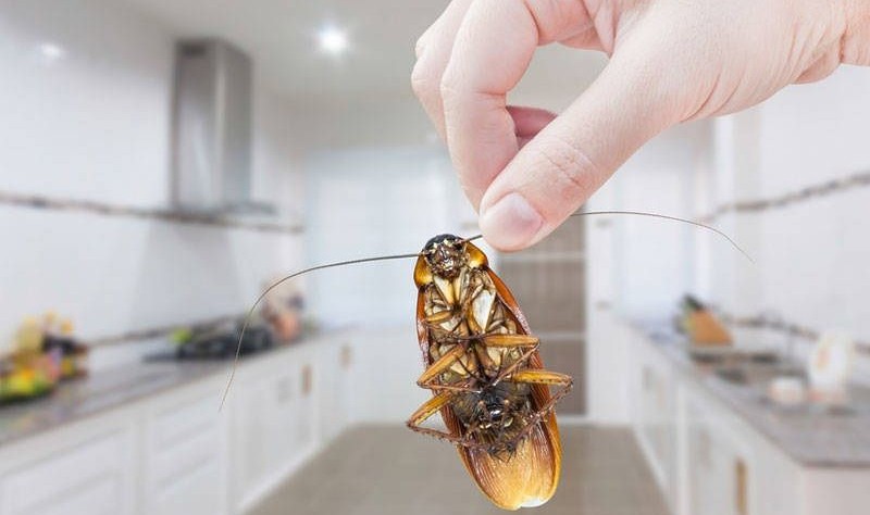 cropped image of a woman holding a cockroach in her hand inside a pantry